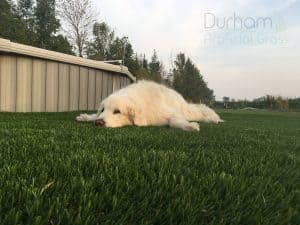 Read more about the article Artificial Grass for Dog Potty