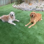 Dogs Artificial Grass