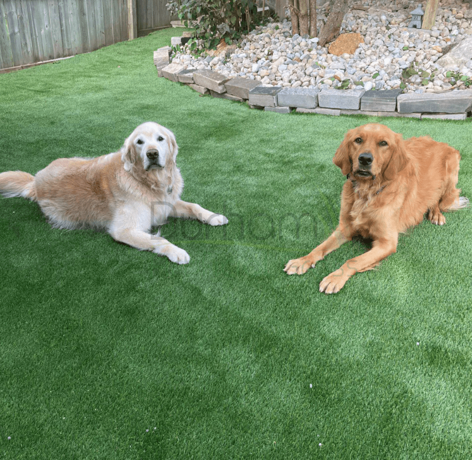Read more about the article Where Can I Buy Fake Grass for Dogs?