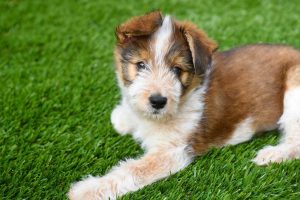 Read more about the article Top 5 Reasons Why Artificial Grass Is The Perfect Solution For Your Pets