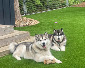 Two dogs sitting on pet-friendly artificial grass lawn